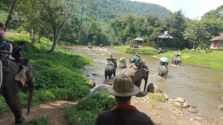 Wildlife