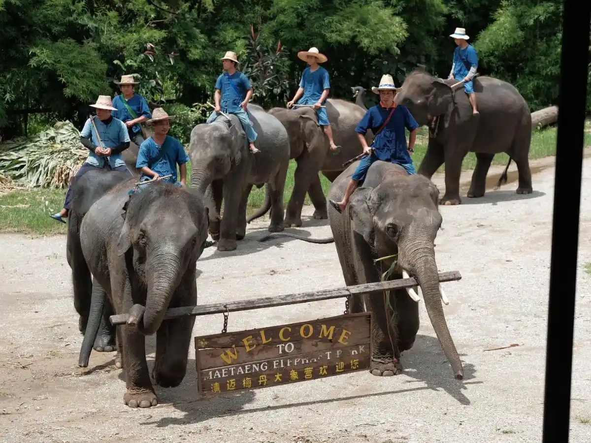 Exciting Mae Rim Tour with Elephant Ride Private Transfer Personal Guide