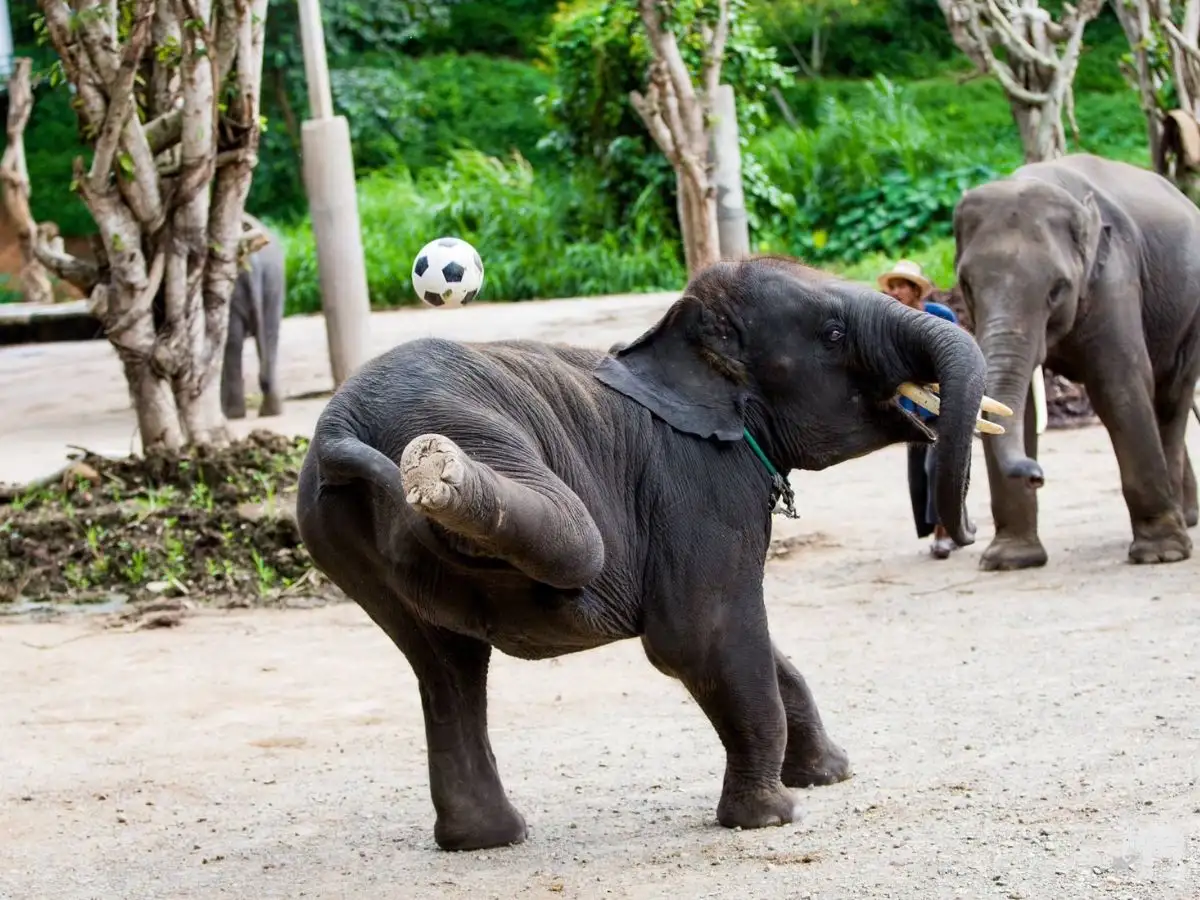 Exciting Mae Rim Tour with Elephant Ride Private Transfer Personal Guide