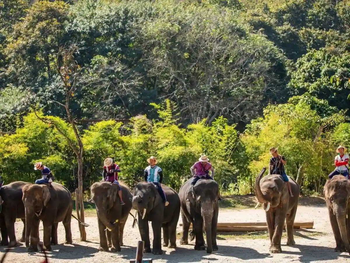 Exciting Mae Rim Tour with Elephant Ride Private Transfer Personal Guide