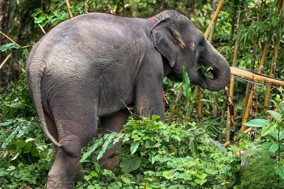 Half-Day Phuket Elephant Care Sanctuary Tour Experience You Will Always Remember