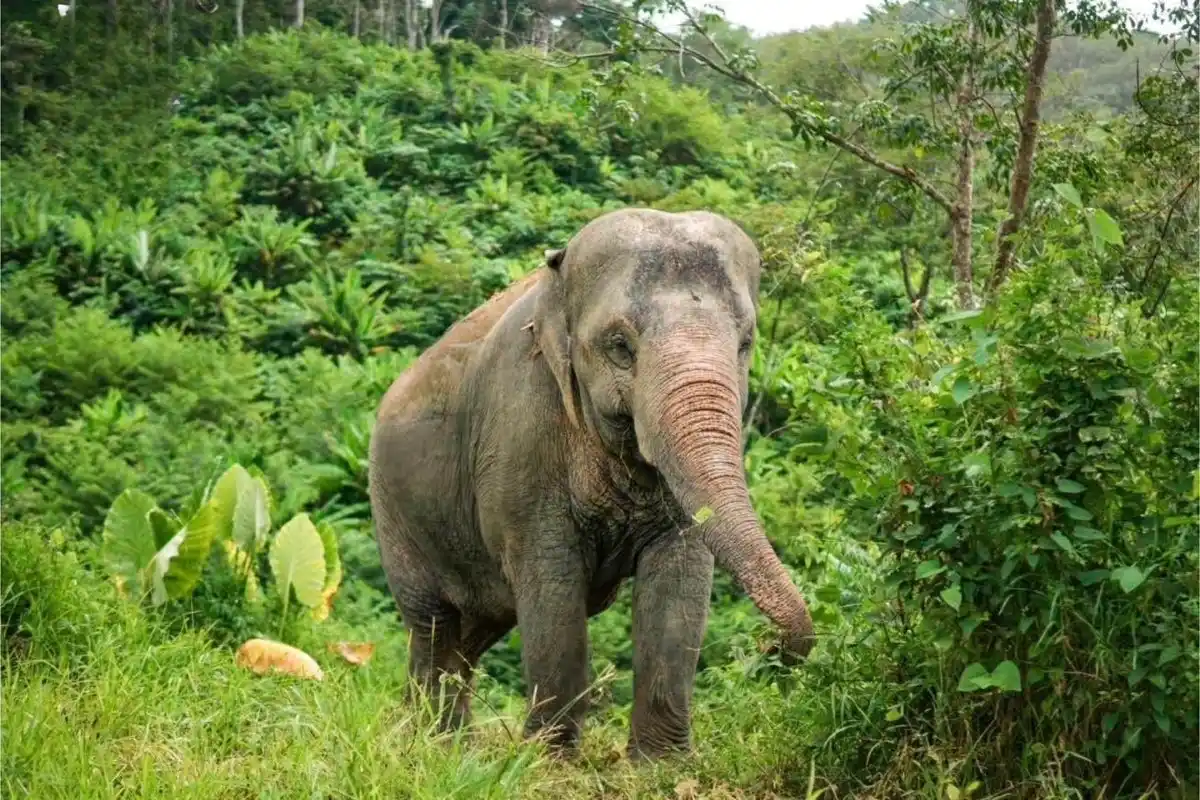 Half-Day Phuket Elephant Care Sanctuary Tour Experience You Will Always Remember