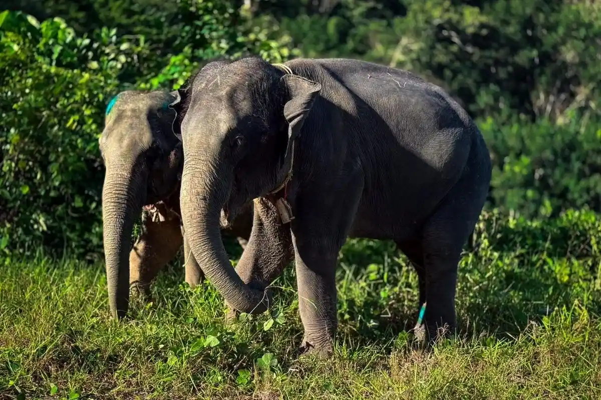 Half-Day Phuket Elephant Care Sanctuary Tour Experience You Will Always Remember