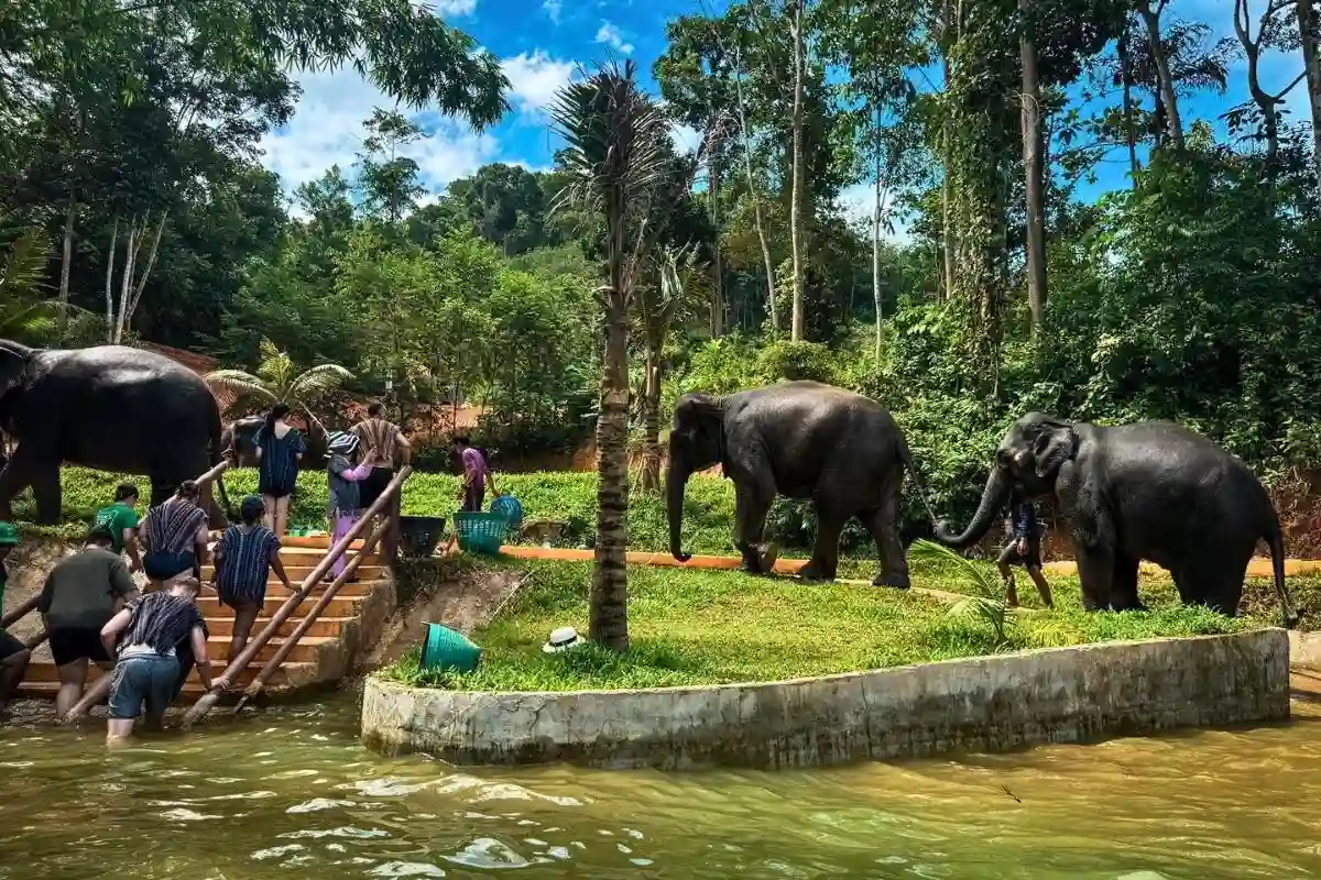 Half-Day Phuket Elephant Care Sanctuary Tour Experience You Will Always Remember