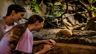 Skip Line Singapore Night Safari Direct Entry Ticket with Tram Ride