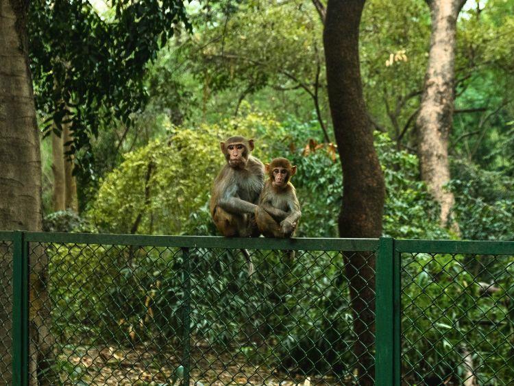 Private 2-Day Sandakan Wildlife Safari with River Cruise