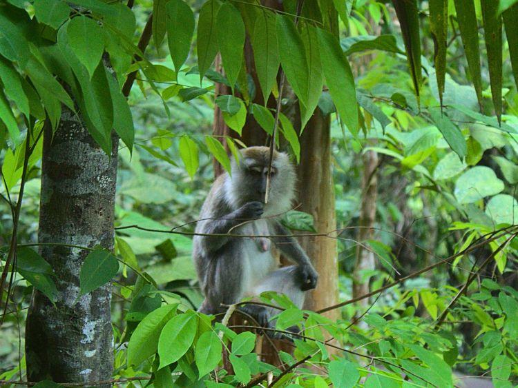 Best Kinabatangan Wildlife River Cruise Tour from Sandakan