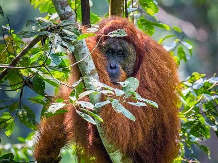 Scenic Private Bukit Lawang Trekking Tour from Medan