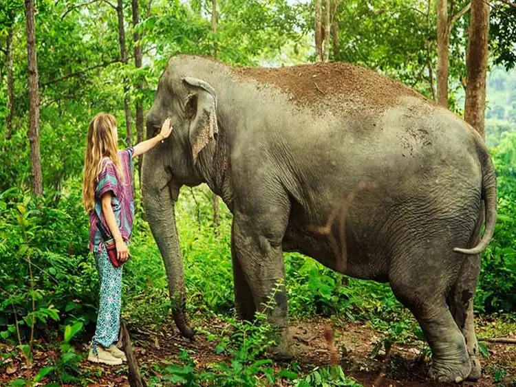 Wildlife Adventure