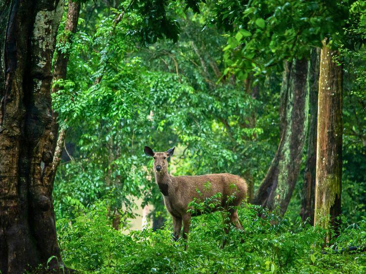 Best Kinabatangan Wildlife River Cruise Tour from Sandakan