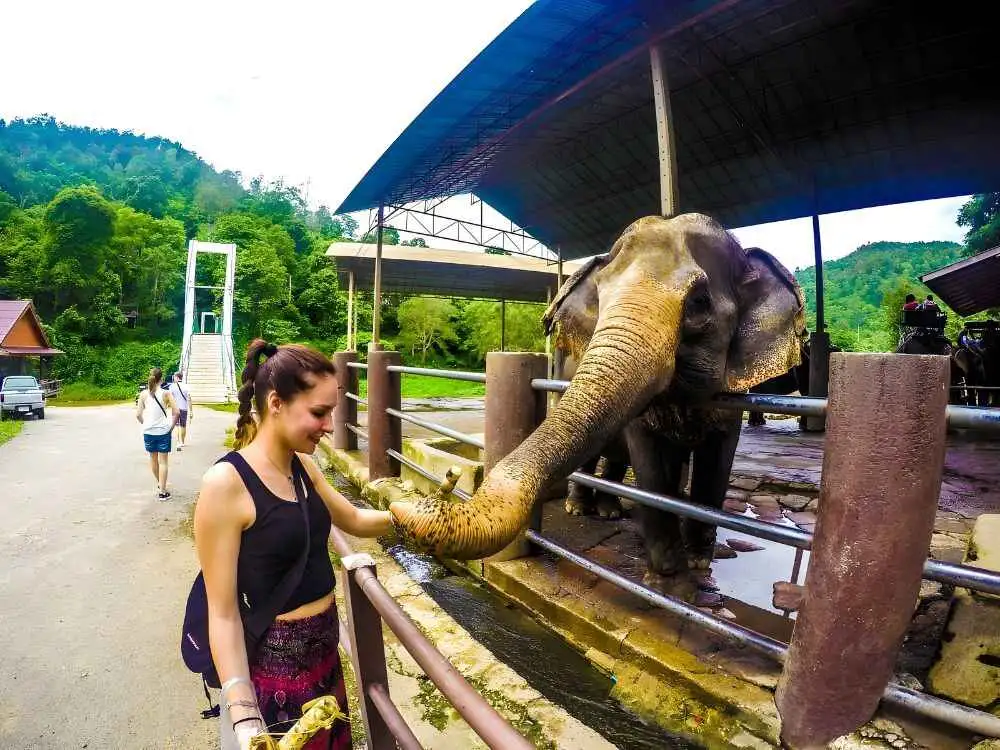 Chiang Mai Maetaeng Elephant Park Tour Enjoy Thrilling Elephant Fun