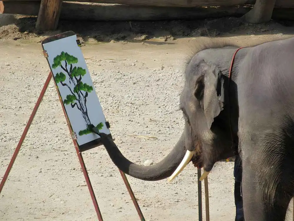 Chiang Mai Maetaeng Elephant Park Tour Enjoy Thrilling Elephant Fun