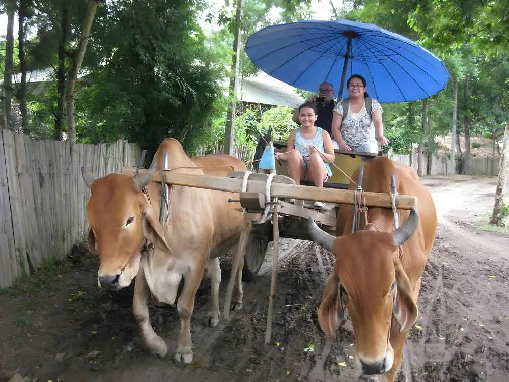 Chiang Mai Maetaeng Elephant Park Tour Enjoy Thrilling Elephant Fun